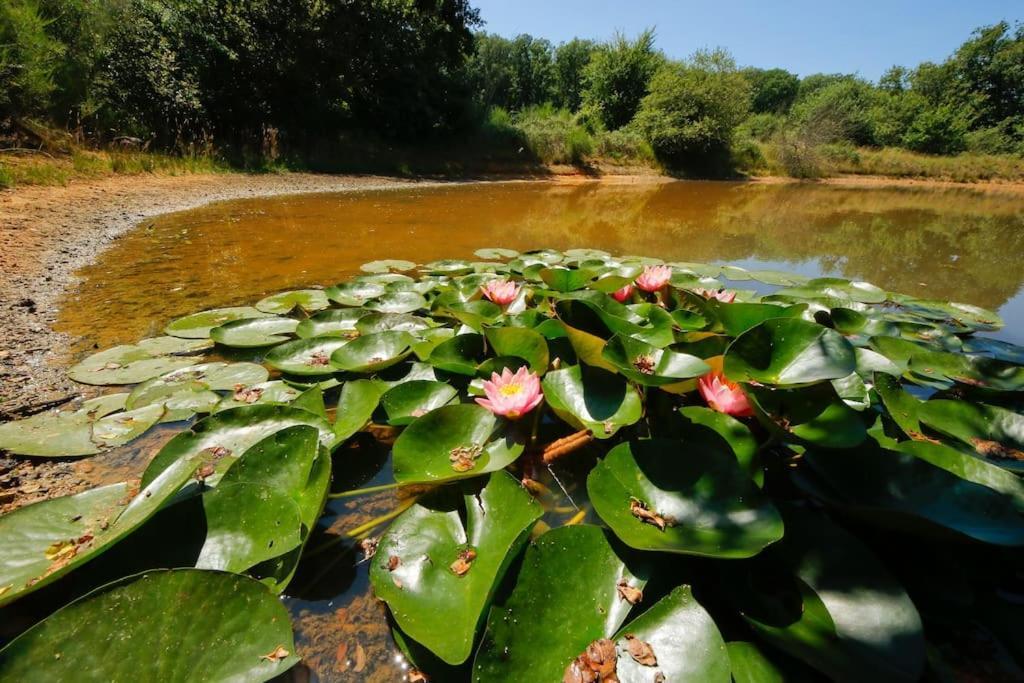 Domaine La Faix, Gite La Forestiere Saint-Plaisir Zewnętrze zdjęcie
